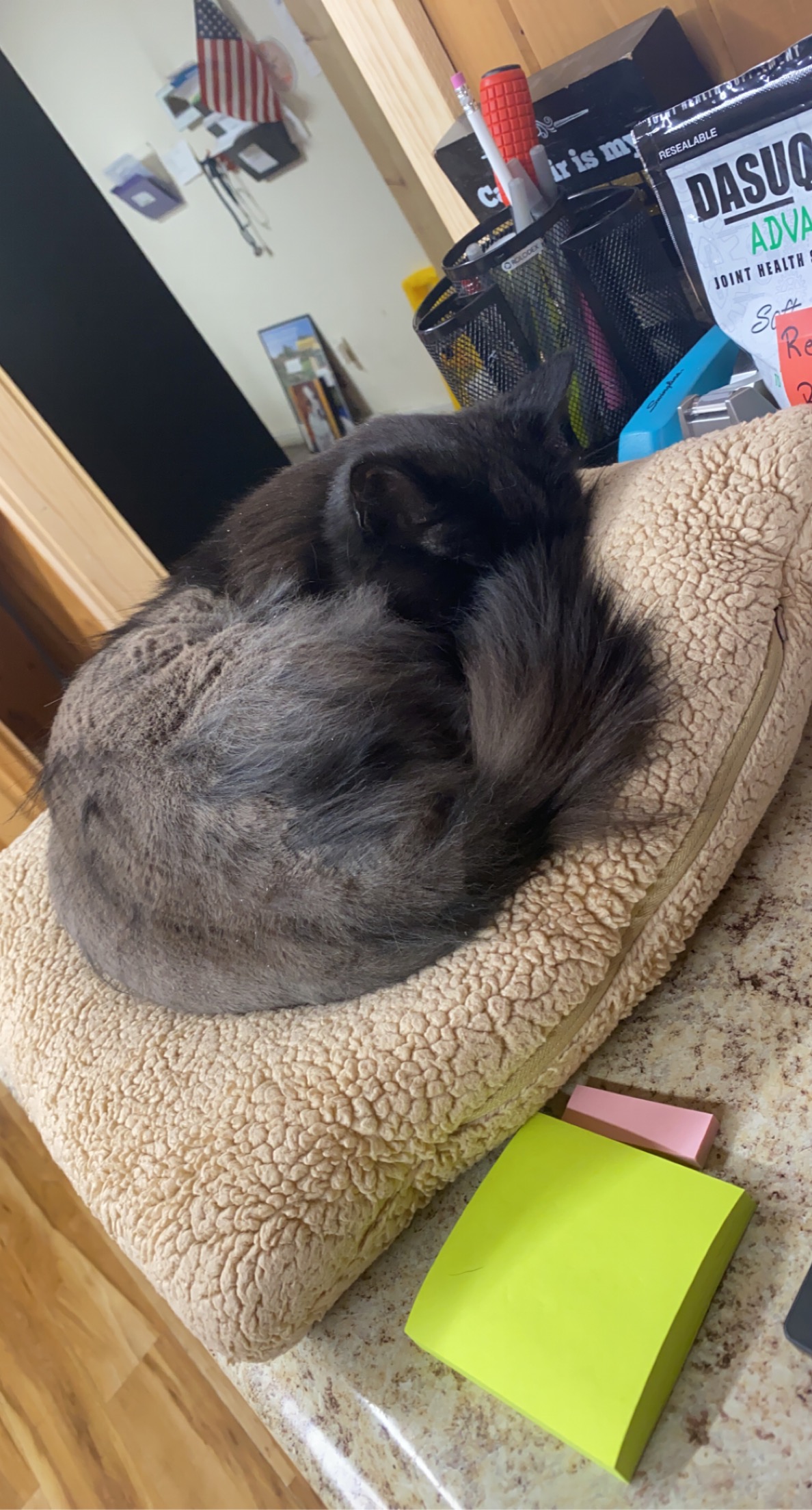 Jazzy the Hospital Cat at Shohola Vet