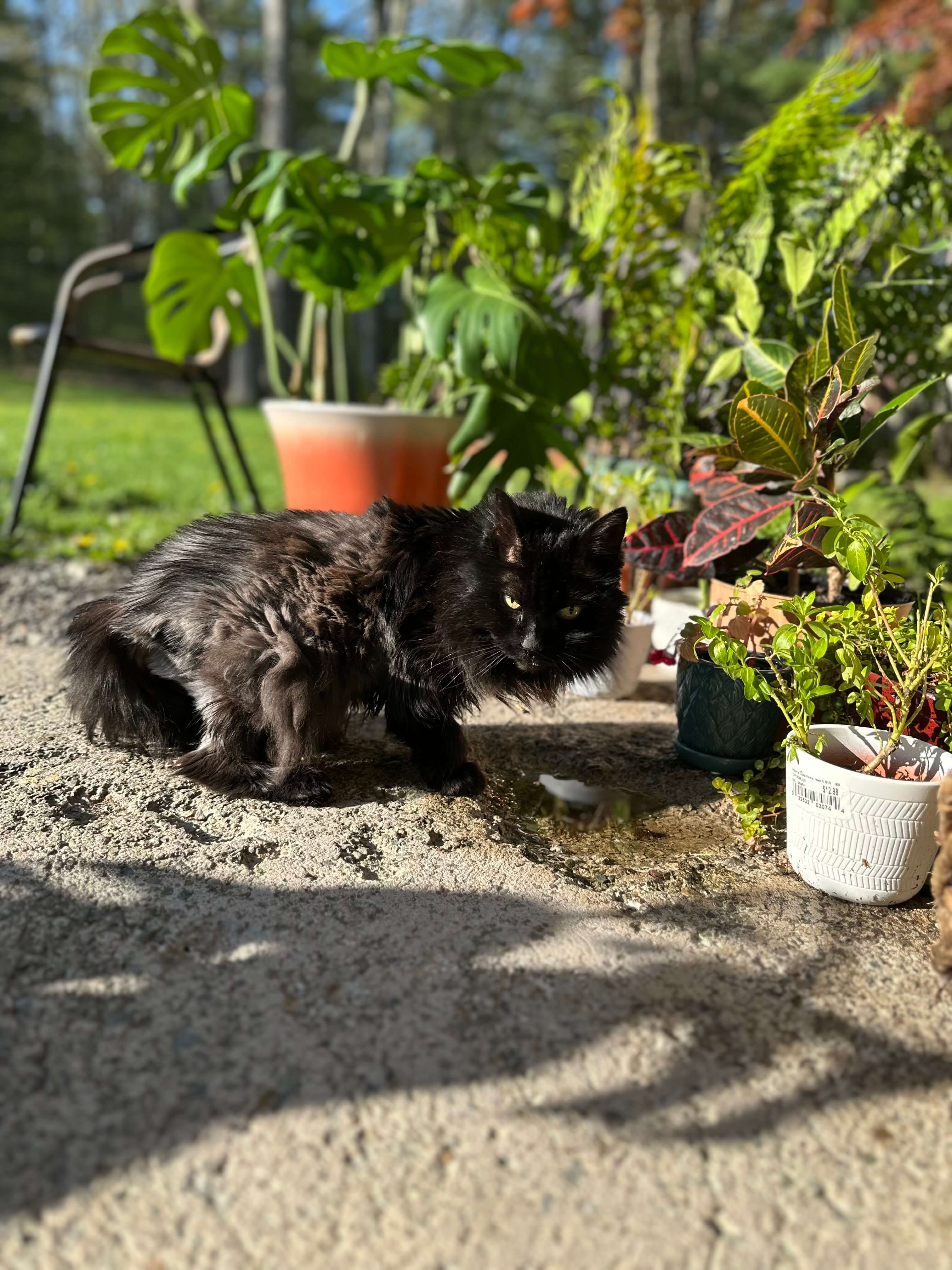 Jazzy the Hospital Cat at Shohola Vet