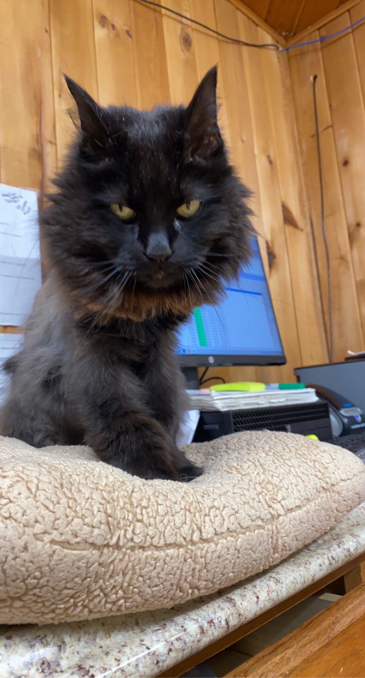 Jazzy the Hospital Cat at Shohola Vet