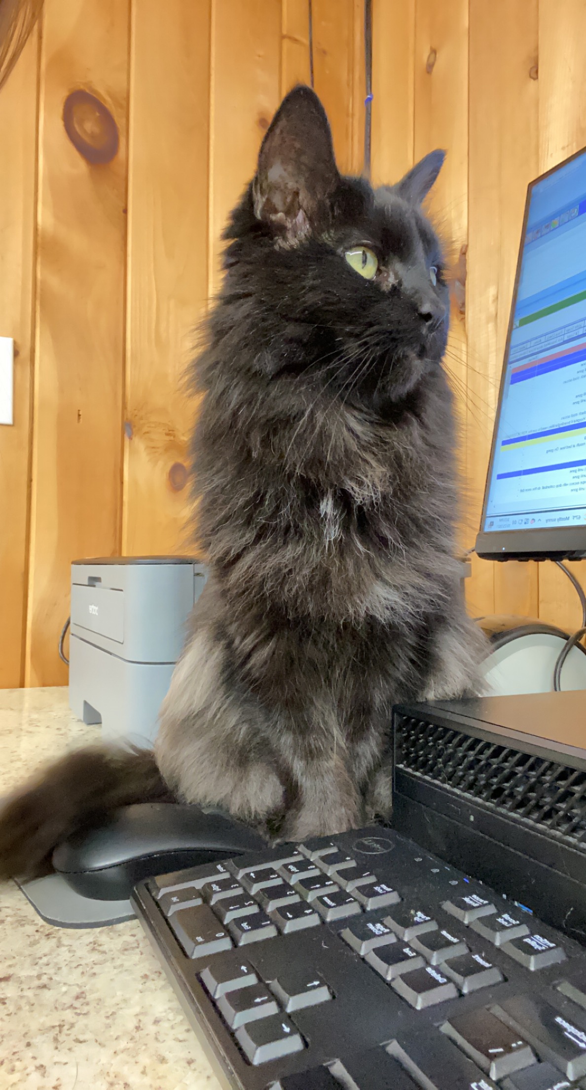 Jazzy managing the front desk