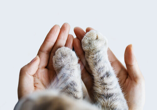 Putting Pets First