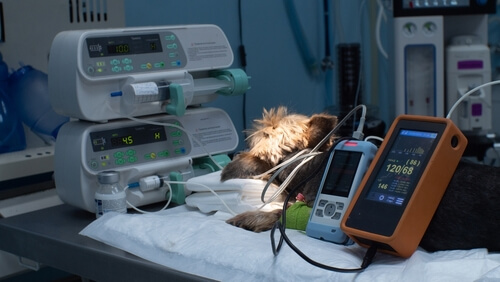 pet hospital in Shohola PA
