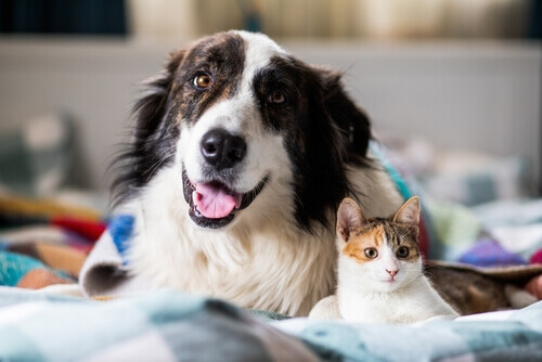 top rated veterinary clinic in Shohola PA