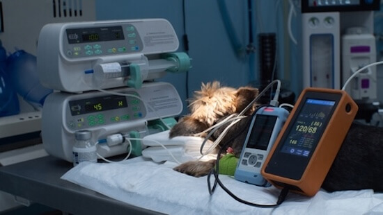 Pet Surgery in Shohola